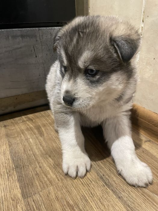 Щенки хаски ,девочка