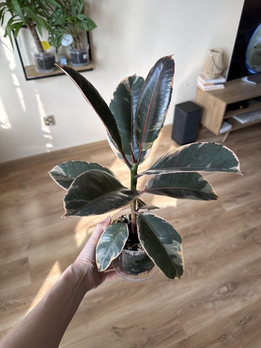 Fikus sprężysty (figowiec)