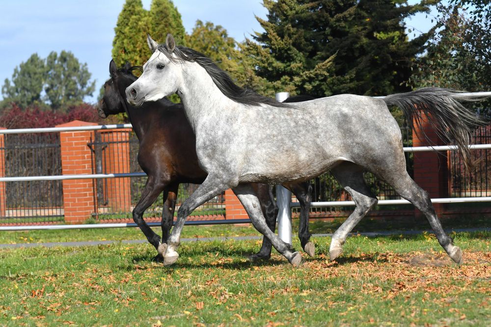 Klacz Czysta Krew Arabska