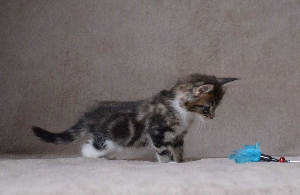 Dziewczynka MCO z rodowodem FPL