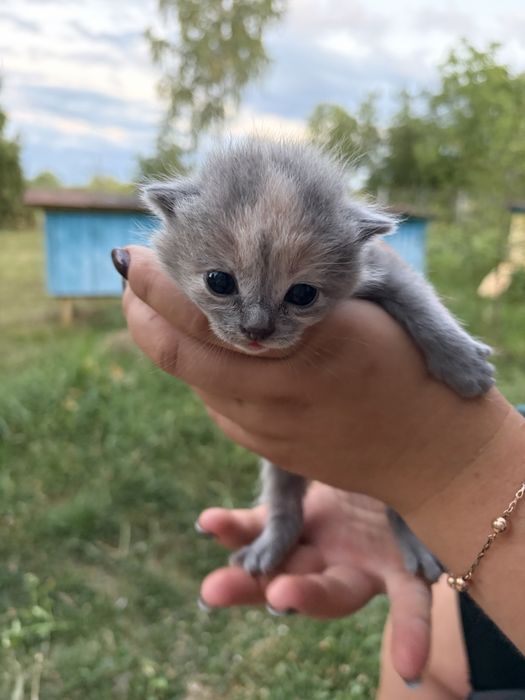 Віддаю кошенят британців в добрі руки безкоштовно