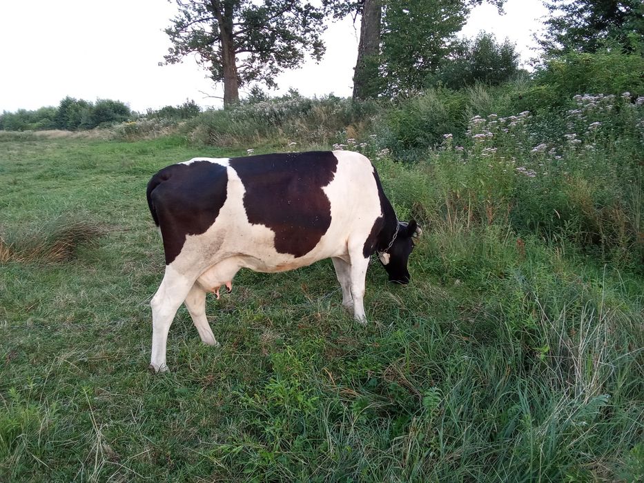 Продам добру корову
