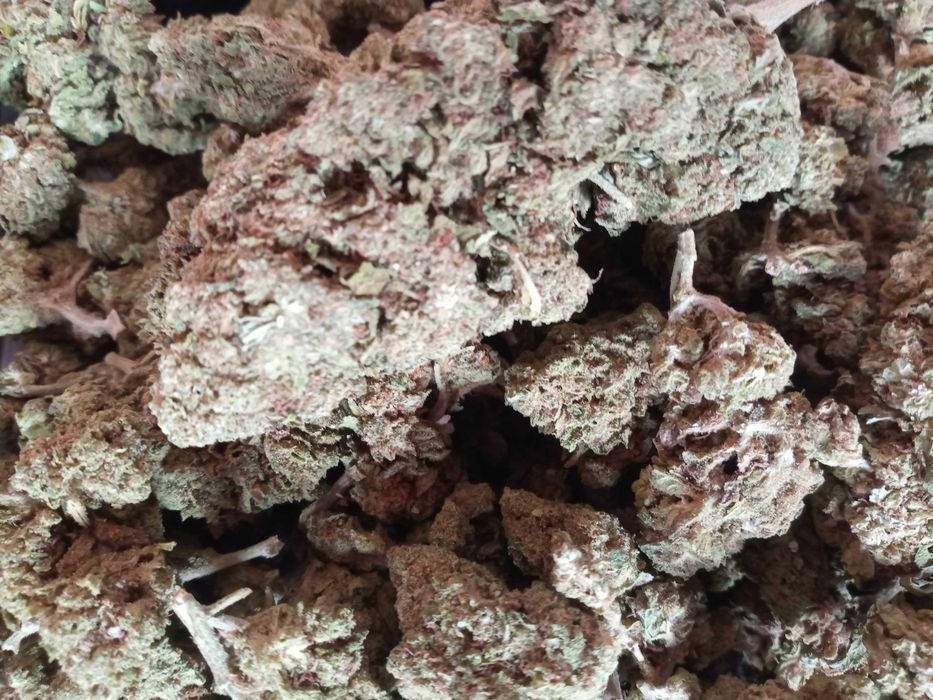 10 gram susz CBD WHITE WIDOW 30%cbd