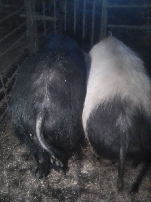 Продам кабанів породи дюрок