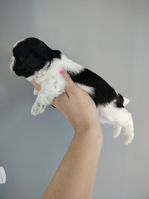 Suczka Shih Tzu gen czekolada
