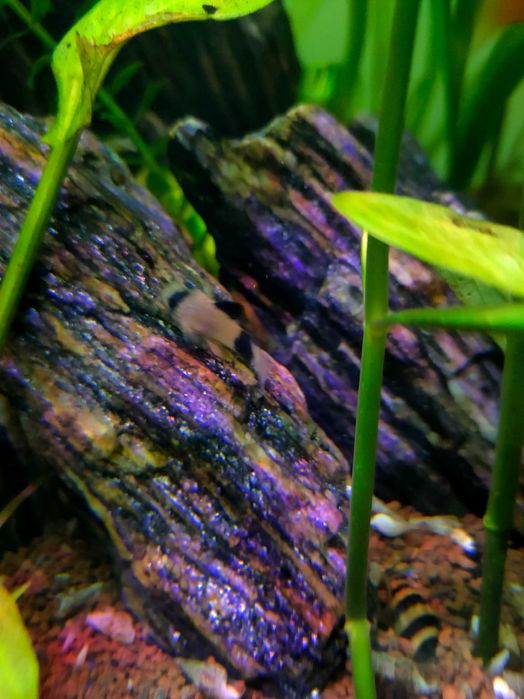 Kirys Panda, Czarny, Pstry