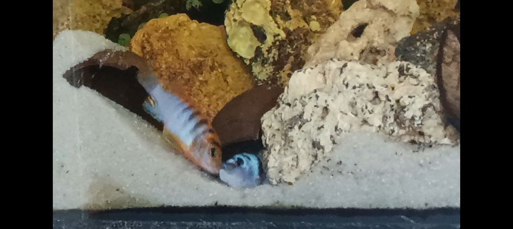 Crias Hongi sp. Ciclideo