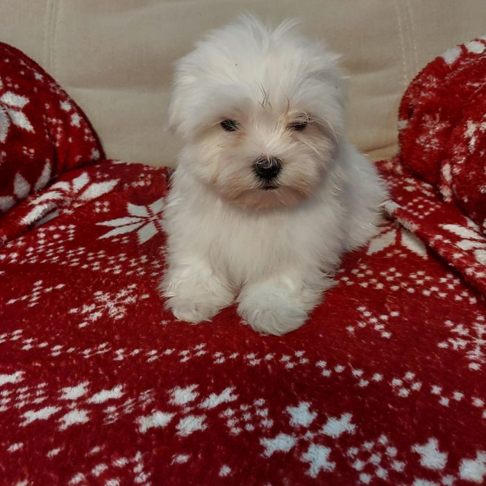 Śliczny samiec maltańczyk