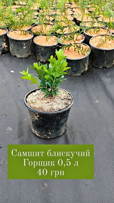 Туї, ялівці Смарагд, Колумна, Даніка