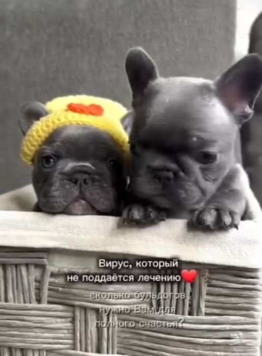 Окраси на вибір, приїздить знайомитись