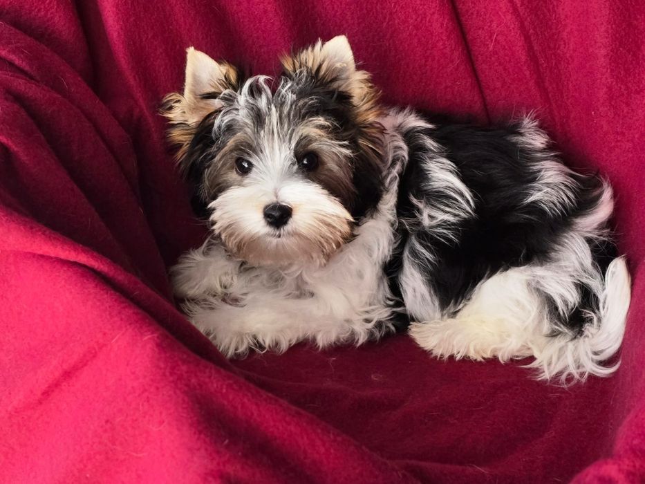 Piesek Yorkshire terrier biewer