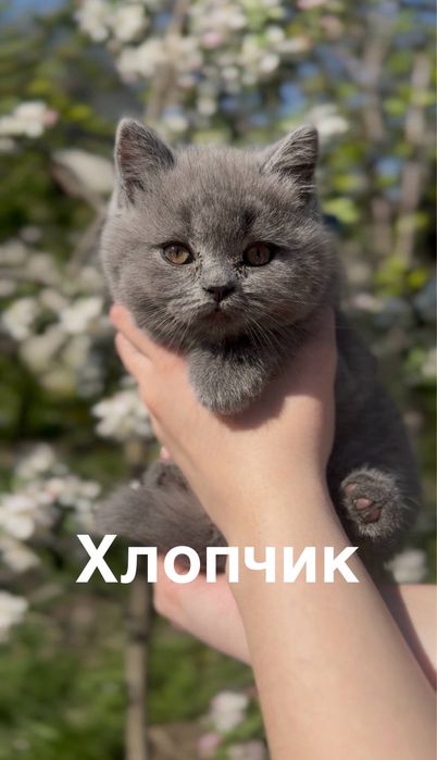 Британські  кошенята