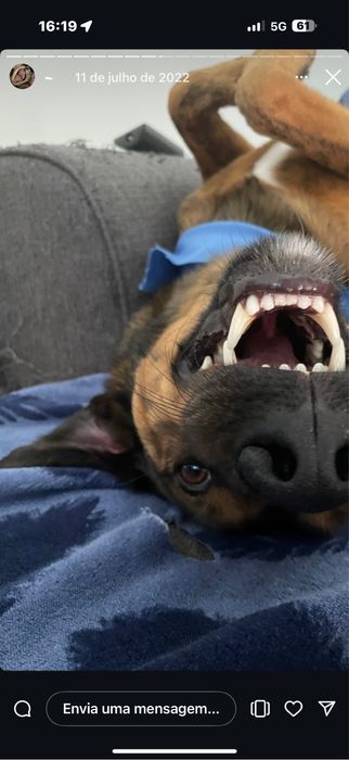 Cães para adocão