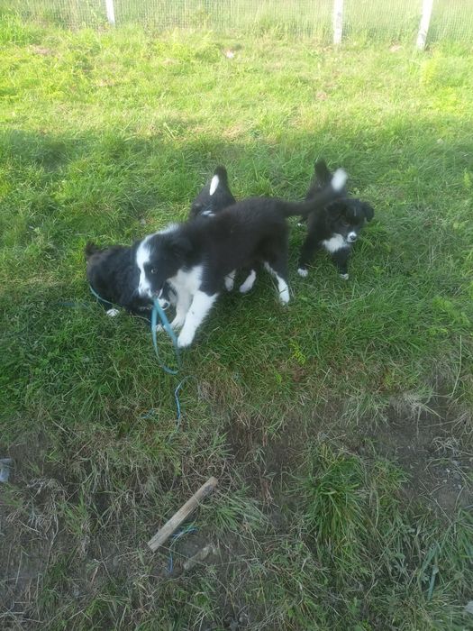 Pieski border collie