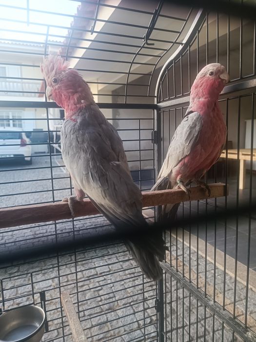 Catatuas   Galah