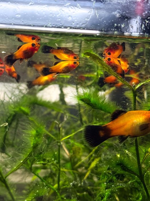 Peixes Platys jovens!
