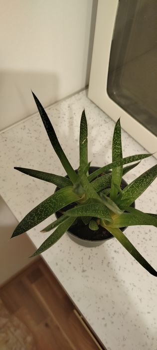 Roślina doniczkowa. Gesteria