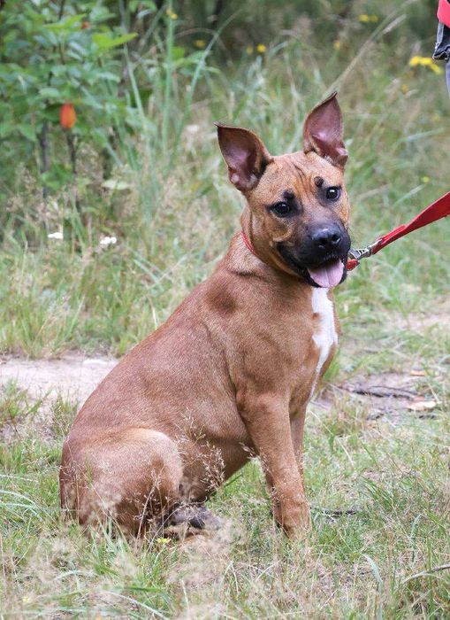 Szczeniak Lui na tropie domu