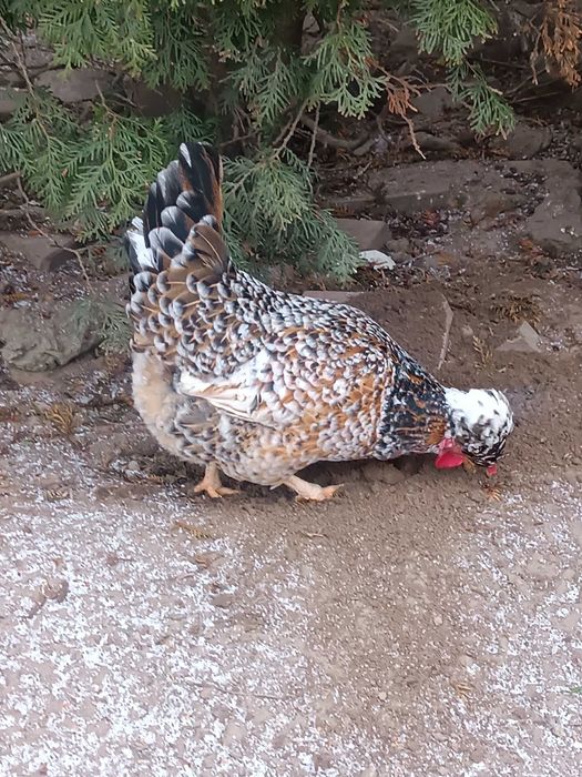 Jaja,jajka lęgowe mix