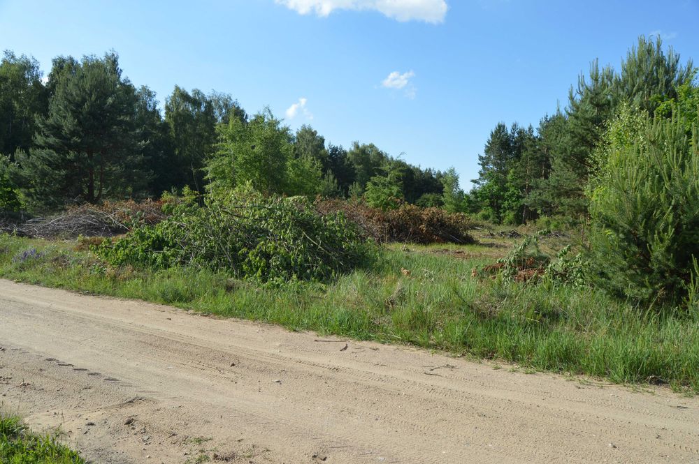 oddam gałęzie za darmo z pow 0,5ha