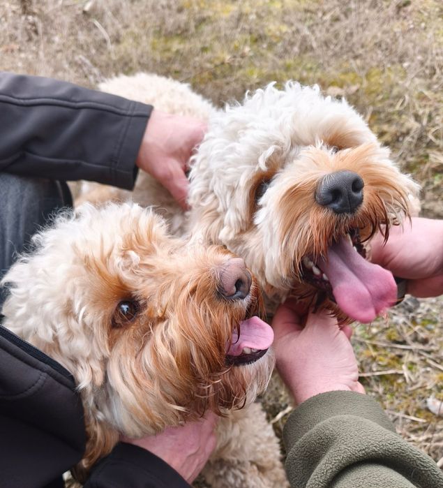 Szczeniaki Cockapoo