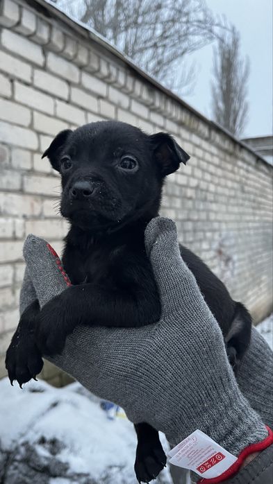 Терміново цуценята шукають родину.