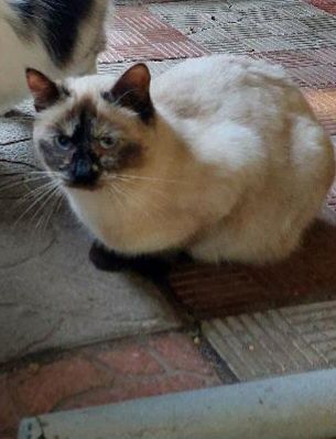 Отдам сиамскую кошку, 7 месяцев