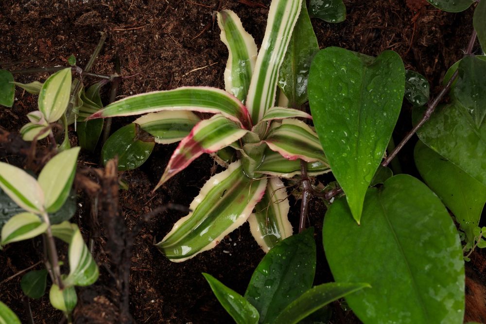 Terrarium las w szkle gekon
