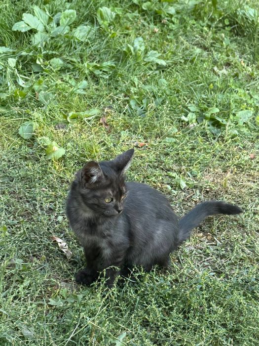 Котик в добрі руки