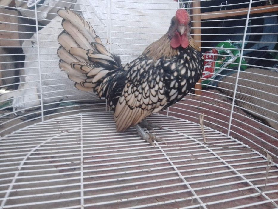 Witam mam do sprzedania parkę sebrytek