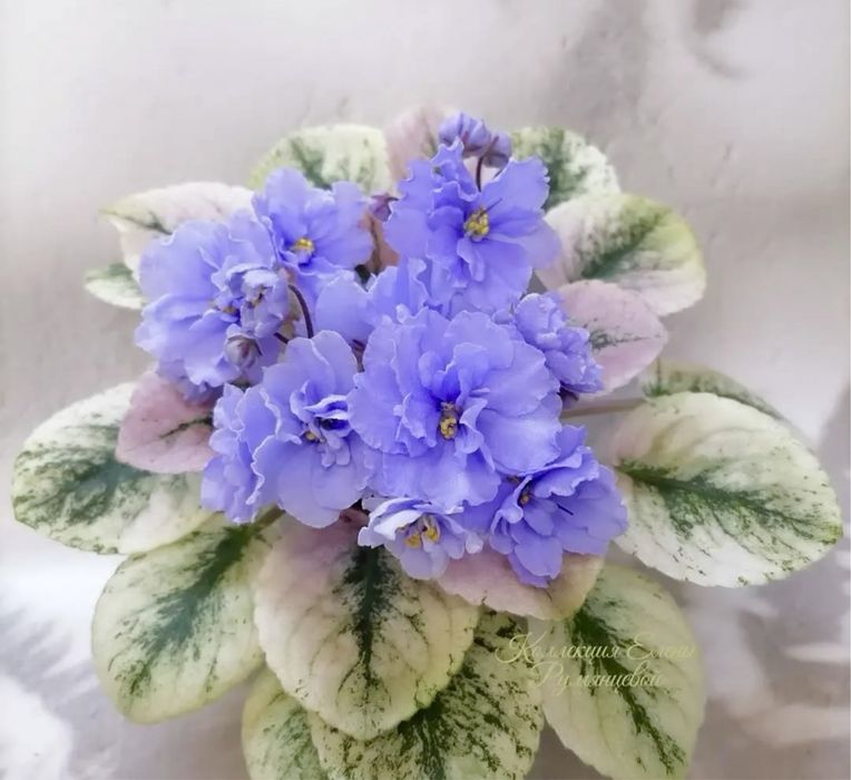 Міні фіалки, дітки фіалок, мікро фіалки, мини фиалки, сенполия