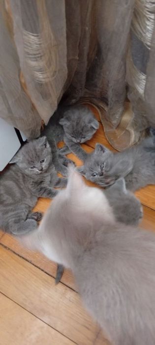 Шотландські кошенята