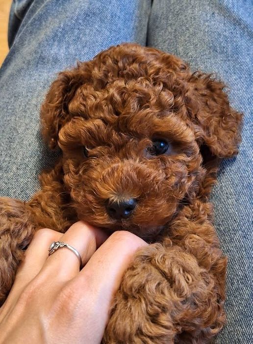 Манюня той пудель Ред браун,