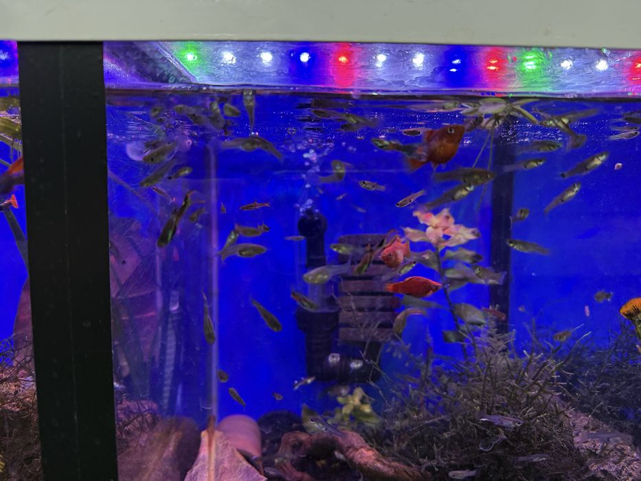 Guppies endler sortido