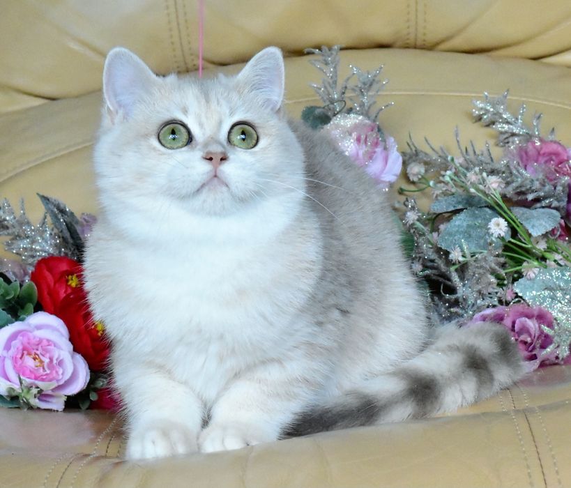 Голубая золотая шиншилла, ау12, кошечка, продажа