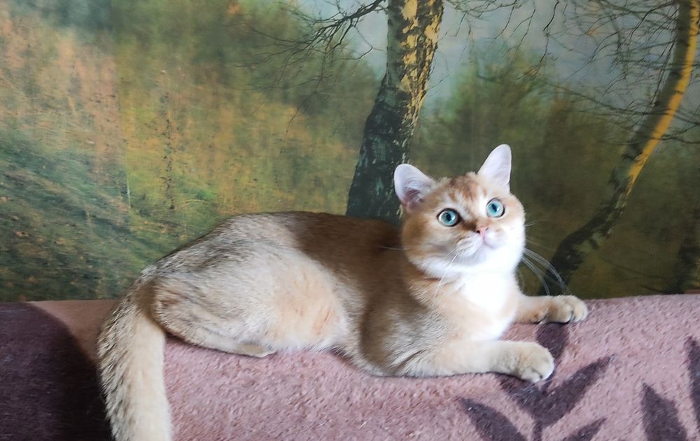 Золотой элитный окрас