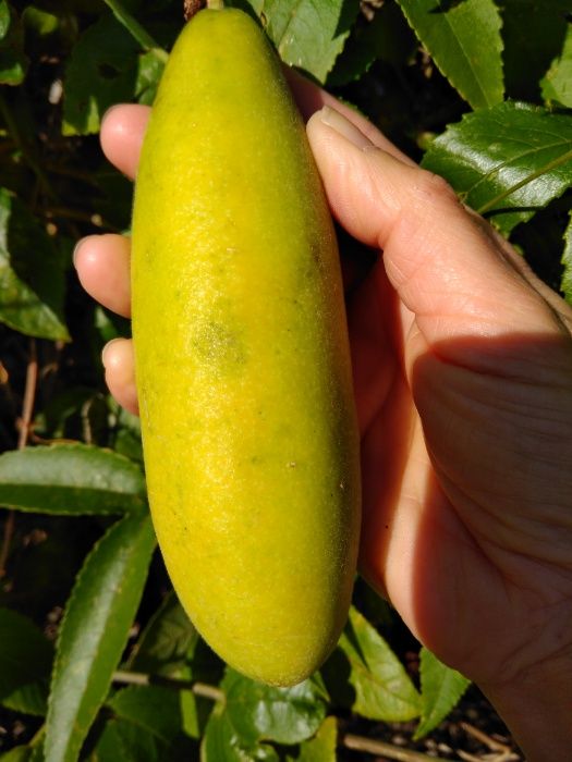 50 Sementes bio de maracujá banana (Curuba )-Sem químicos