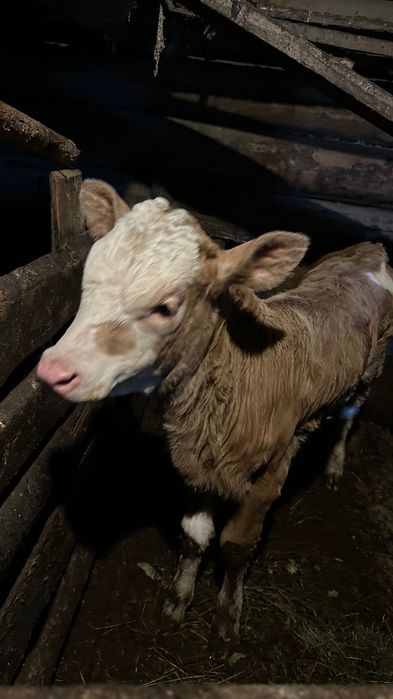 Молочне теля (2 місяці)