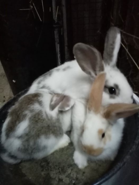 Coelhos Flandres X borboleta