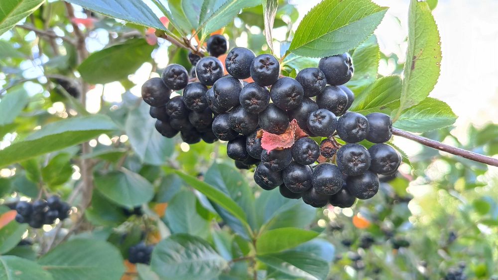 Aronia ekologiczna świeżo zbierana!