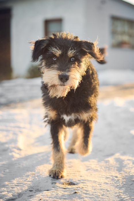 Oddam - zamienię, Rambo.