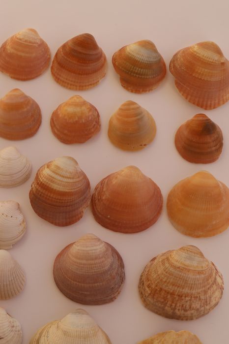 Conjunto pack 36 conchas do mar Algarve