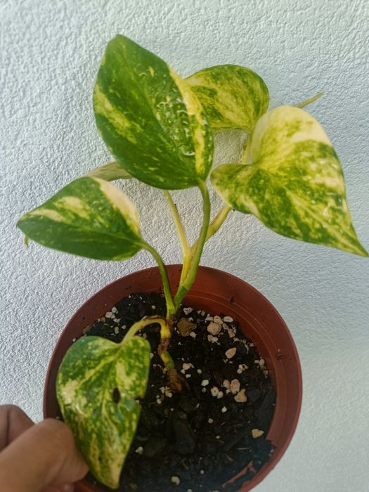 Epipremnum aurea - jiboia