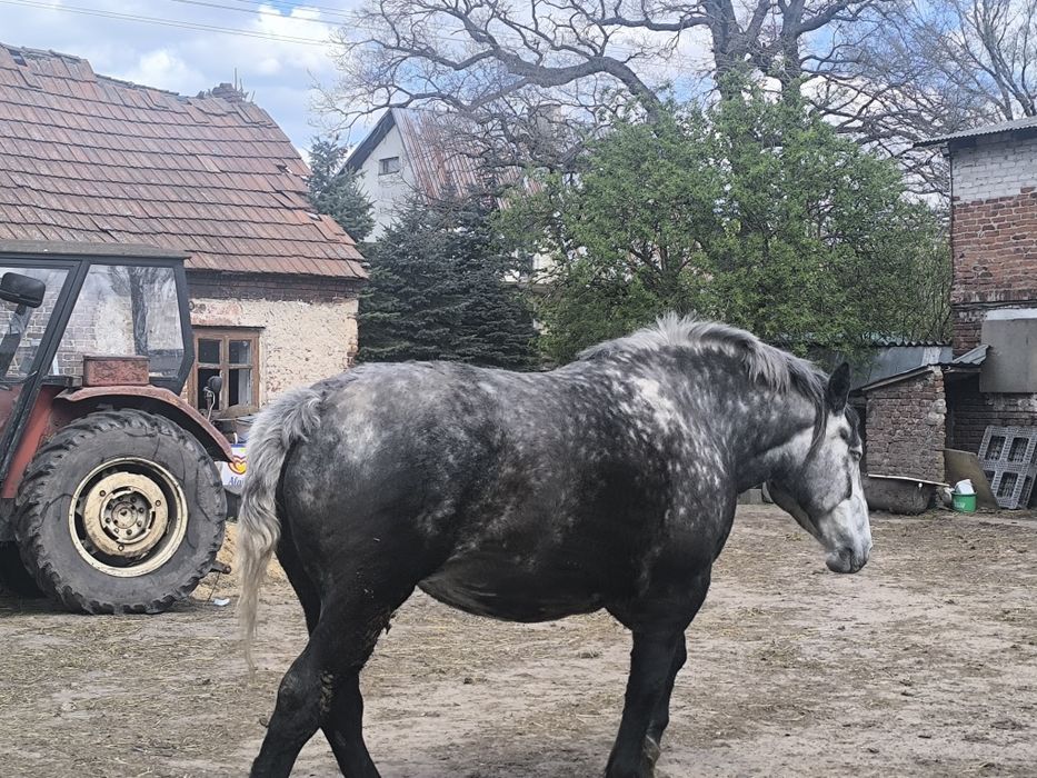 Klacz zimnokrwista
