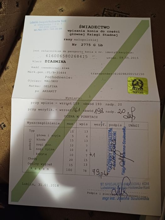 Klacz małopolska dopłatowa