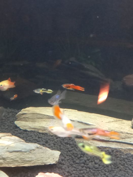 Peixes Guppys Endler