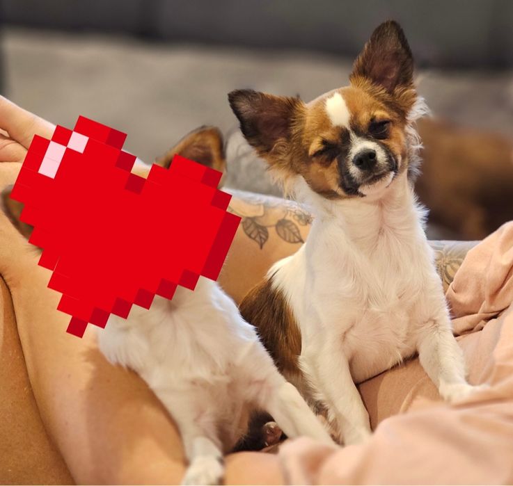Chihuahua długowłosy  chłopiec