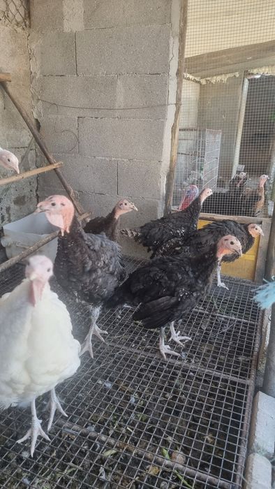 Perús Selvagens de várias cores