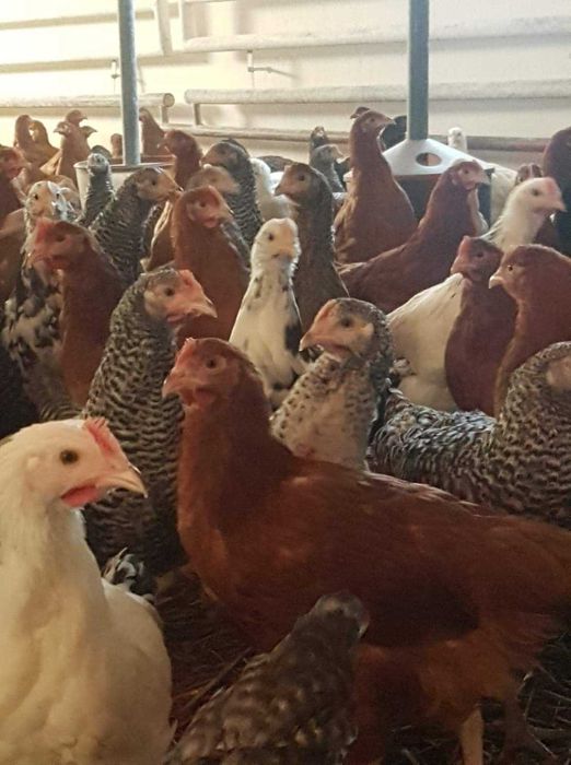 Kury nioski brojlery indyki