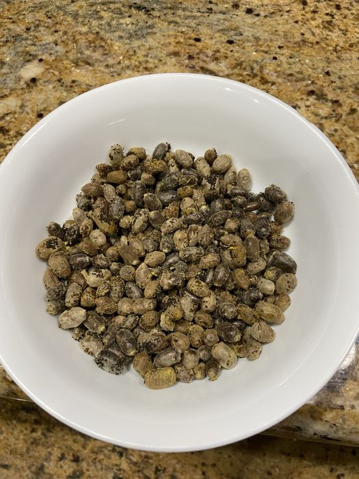 Kokony murarki rogatej i ogrodowej